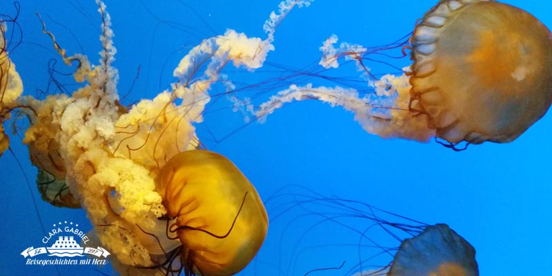 AIDA Transkaribik Baltimore National Aquarium - Clara Gabriel Reisegeschichten mit Herz
